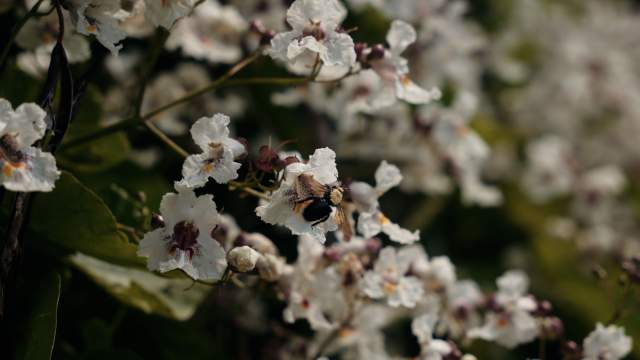 abeille, parc La Réserve Albi, fleur